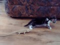 when_pets_play_05