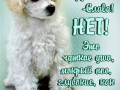 Это моя СОБАКА! (муз, нажми на картинку)