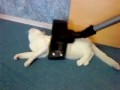 Котэ не боится пылесоса