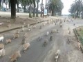 Rabbit Stampede!