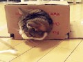 tumblr_npvwygHQJv1t95h1uo1_400