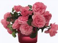 fon_3_arnusha