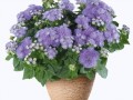 ageratum_ariella_blue_21502_01