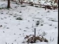 Кот и заяц