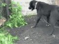 дикий кабаненок