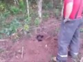 Dog Buried Alive Rescued by Firefighters