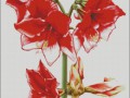Red1