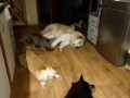 кот шпион