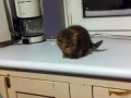 забавный котенок - funny cat