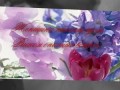 Мелодия цветов