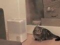 Кот атакует