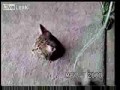 котэ
