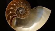 Nautilus_pompilius_-_Fernbank_Museum_of_Natural_History_-_DSC00294