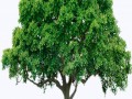 tree_PNG216