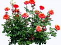 _yapfiles.ru