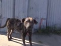 Красивая сказка в реальной жизни.Берегите животных