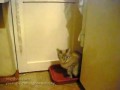 Пьяный кот