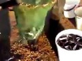 Невероятное количество рыбы на море