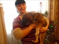 Щенок с Поля Чудес теперь у нас,в подмосковье