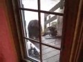 Как медведь еду тырил