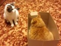 Большие войны котов