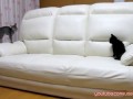 Кошачий Mortal Combat