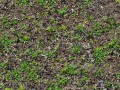2749037_stock-photo-grass-seamless-texture