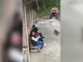 Prankster is chased by monkey after pushing it into pond - Daily Mail