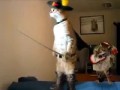 Кот в сапогах | Puss in boots