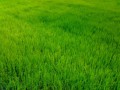 grass_texture221