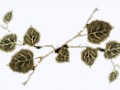 4__arnusha