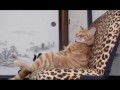 Смех и Слёзы. Кошачий Обзор # 1