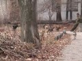 Кошки едят собак
