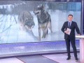 Мальчик и волк