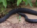 Snake Regurgitates Live Snake