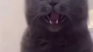 Evil cat
