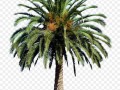 palm_tree_6