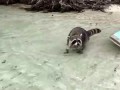 Janna Breslin VS Raccoon