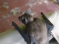 Лендлиз для хохлов