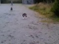 Схватка кота и собаки (эпическая концовка)