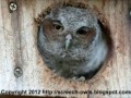 Baby Owl Eye Pops Out