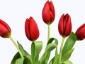 flower-045