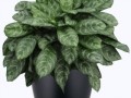 pngwing.com (2) (1)