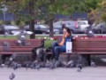 Нападение голубей (розыгрыш) // Pigeons attack people (Russian prank)