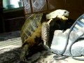 Turtle Rapes Shoe