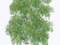 birch_02_mature_summer_alpha_transparency_hh (1)