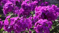 IMG_0017 копия