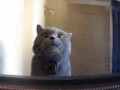 кот дома