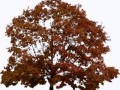 0_587f3_5f0bd554_XL_yapfiles.ru