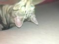 Котенок и гравитация